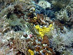 Pyskoun pětiskvrnný
Scubadiving.cz