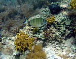 Mořan okounovitý
Scubadiving.cz
