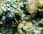 Sapín síťkovaný
Scubadiving.cz