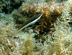 Kněžík duhový
Scubadiving.cz