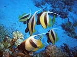 Klipka prostřední
Scubadiving.cz