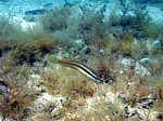 Kněžík duhový
Scubadiving.cz