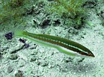 Kněžík duhový
Scubadiving.cz