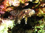 Slizoun pruhovaný
Scubadiving.cz