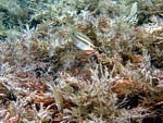 Pyskoun duhový
Scubadiving.cz