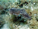 Sépie obecná
Scubadiving.cz