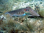 Sépie obecná
Scubadiving.cz