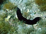 Sumýš Forskalův
Scubadiving.cz