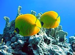 Klipka škrabošková
Scubadiving.cz