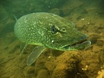 Štika obecná
Scubadiving.cz