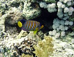 Pomec paví
Scubadiving.cz
