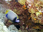 Pomec císařský
Scubadiving.cz