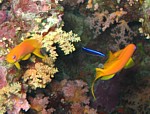 Pyskoun rozpůlený
Scubadiving.cz