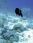 Kněžík pestrý
Scubadiving.cz