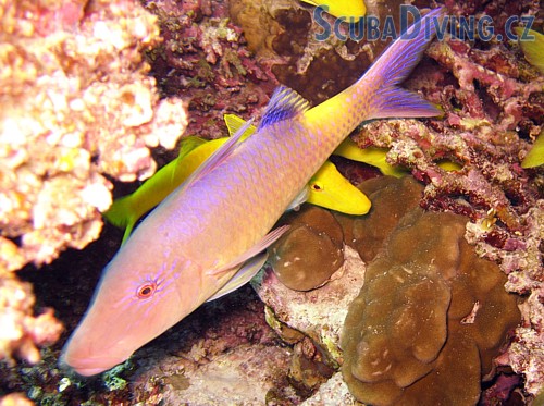 Parmice zlatavá - (Egypt)