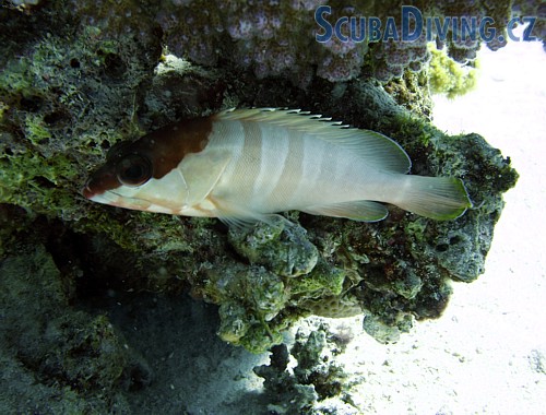 Epinephelus fasciatus - (Egypt)