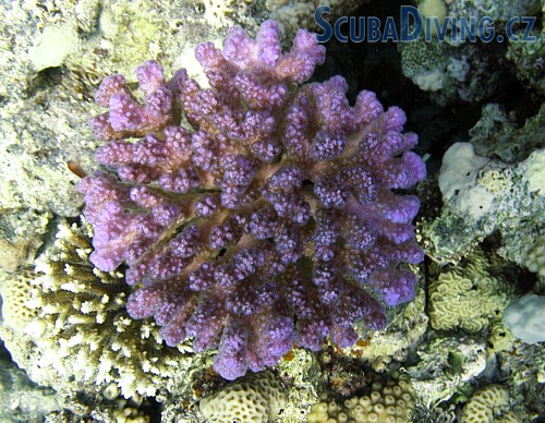 Pórovník Pocillopora verrucosa - (Egypt)