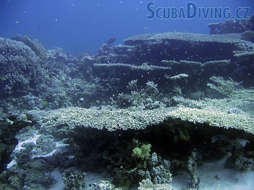 Větevník Acropora cytherea - (Egypt)