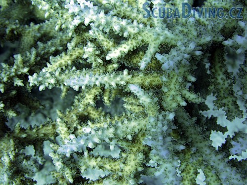 Větevník Acropora valenciennesi - (Egypt)