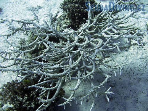 Větevník Acropora formosa - (Egypt)