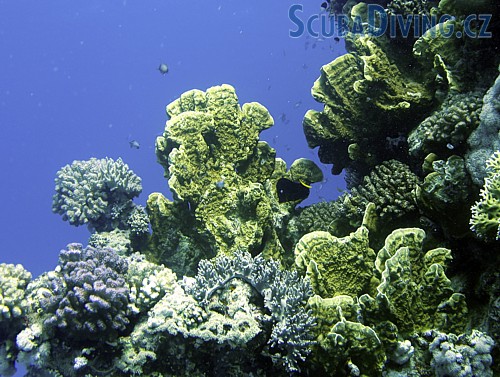 Žahavka Millepora complanata - (Egypt)