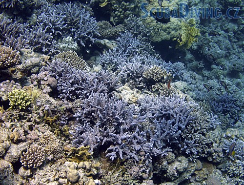 Větevník Acropora hemiprichii - (Egypt)