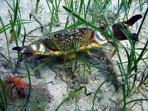 Krab bradavčitý - (Chorvatsko)