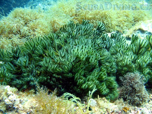 Codium vermilara - (Chorvatsko)